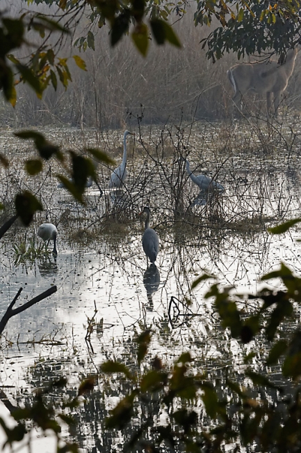 Keoladeo national park-059